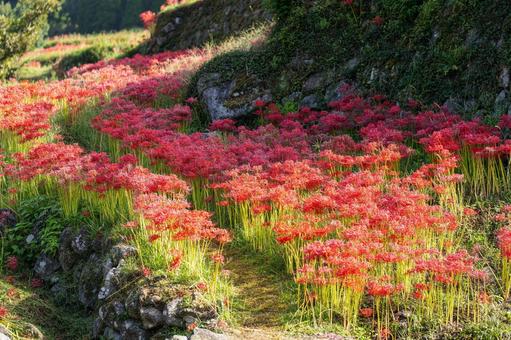熊本-【番所の棚田の彼岸花】 熊本,番所,棚田の写真素材