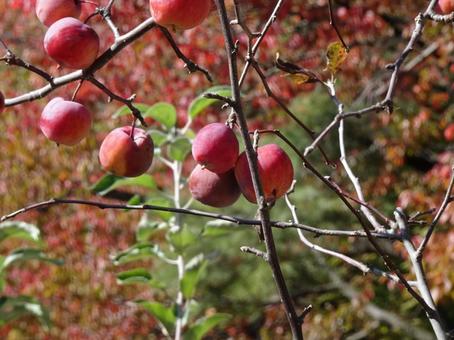 クラブアップル①の写真