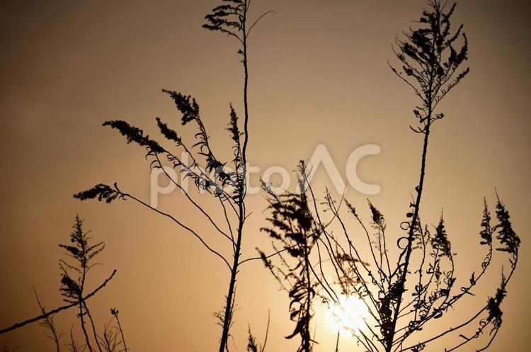 秋の夕暮れ 秋,夕暮れ,植物の写真素材