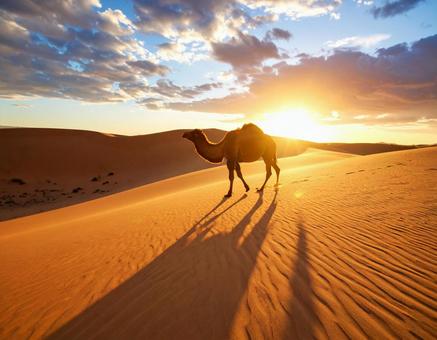 夕日の砂漠を歩くラクダ　異国の風景1の写真