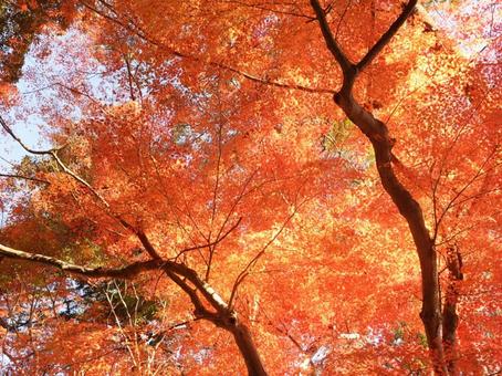 オレンジ 秋,カエデ,風景の写真素材