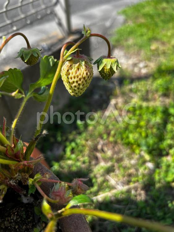 家庭菜園の苺の栽培 苺,ストロベリー,春の写真素材