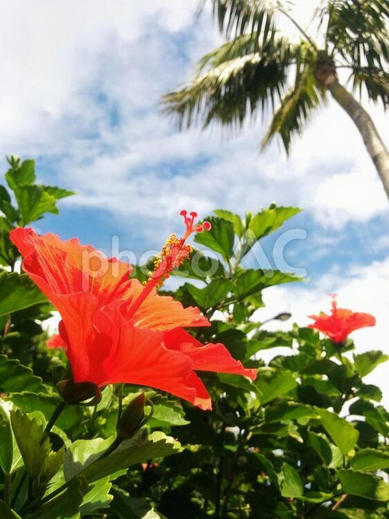 八丈島旅行 自然,熱帯,葉の写真素材