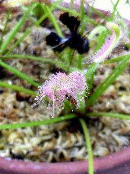 食虫植物展・鉢植えのモウセンゴケ モウセンゴケ,植物,鉢植えの写真素材