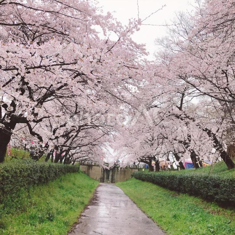 さくらのみち さくら,桜,道の写真素材