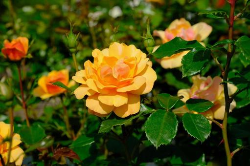 薔薇の花(オレンジ) 薔薇の花(オレンジ)の写真