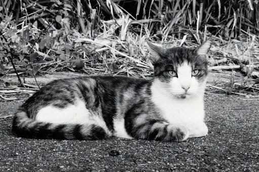 ねこ ねこ ねこ,野良,動物の写真素材