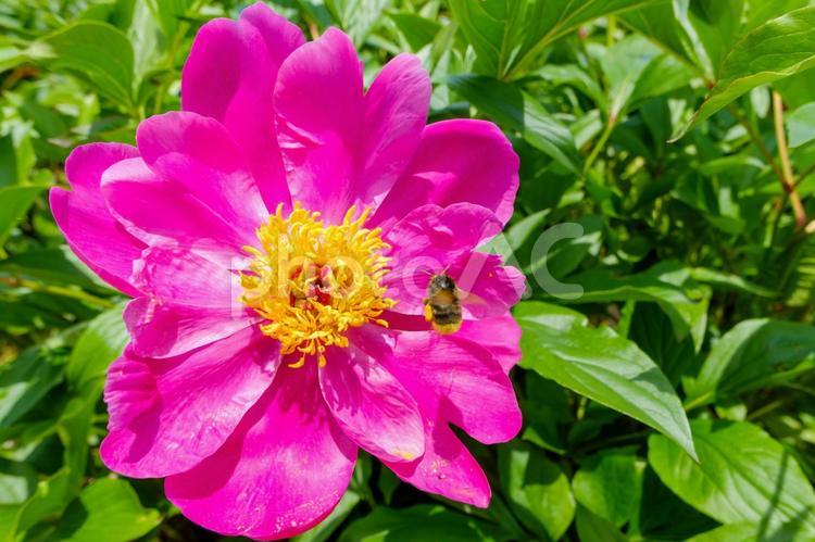 鮮やかなマゼンタの牡丹とマルハナバチ 牡丹,花,花びらの写真素材