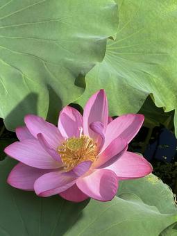 Photo, lotus, lotus flower, ancient lotus no sato, 