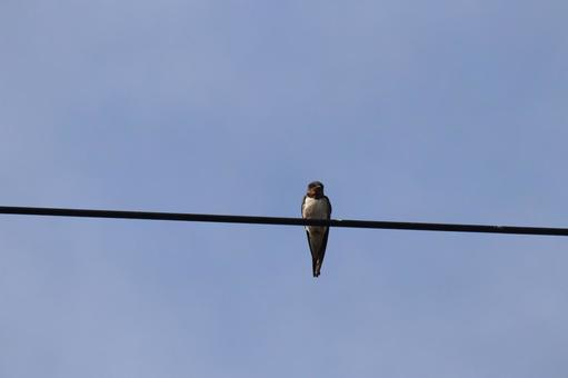 青空と電線に燕がとまっている風景の写真