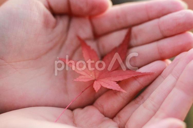 手の平のもみじ もみじ,紅葉,手の写真素材