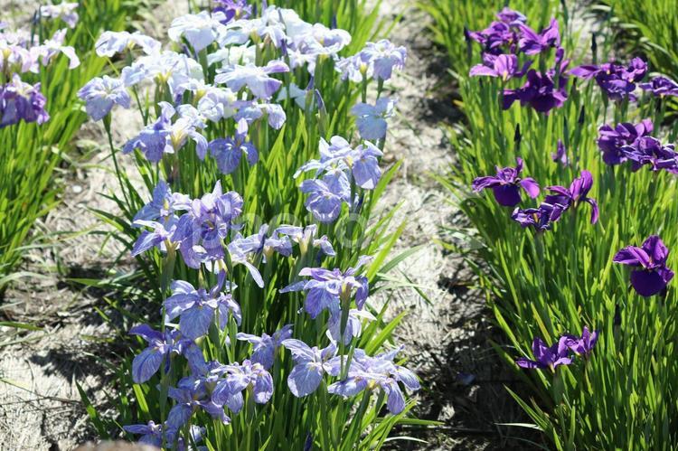 はなしょうぶ はなしょうぶ,花菖蒲,花しょうぶの写真素材