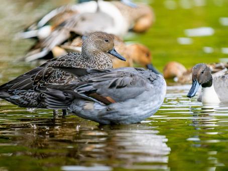水辺のオナガガモ オナガガモ,カモ,鴨の写真素材