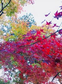真っ赤な紅葉 真っ赤な紅葉の写真