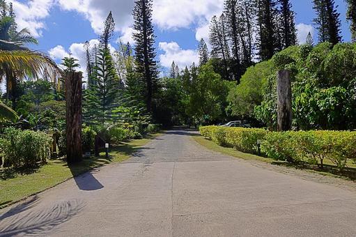 ニューカレドニア　イルデパン110遊歩道 ニューカレドニア,イルデパン島,ウレテラビーチホテルの写真素材