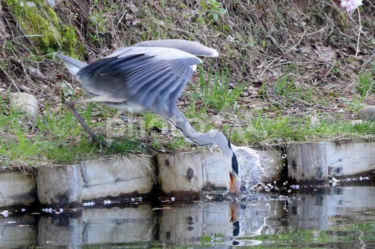 青鷺の食事 アオサギ,鳥,池の写真素材
