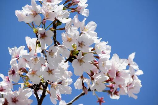 満開の桜と青空 桜,サクラ,花の写真素材