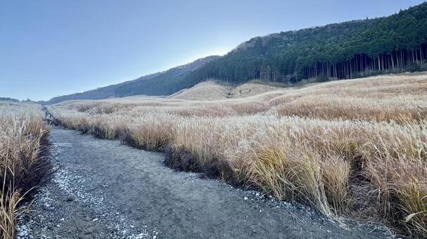 仙石原すすき草原9 仙石原すすき草原,すすき,青空の写真素材