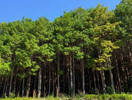 Photo, sugi, outdoors, court, 