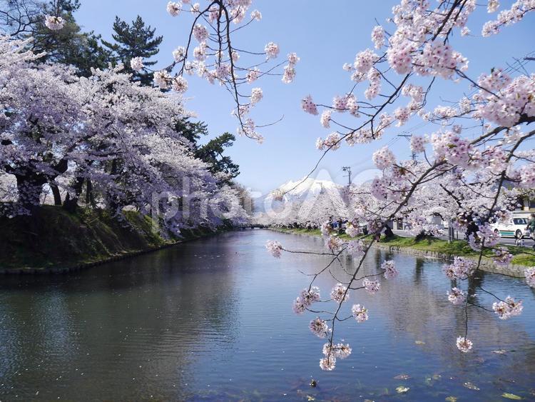 桜と弘前城お堀 さくら,桜,弘前城の写真素材