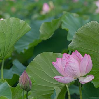 蓮の花 蓮の花 ハス,蓮沼,花の写真素材