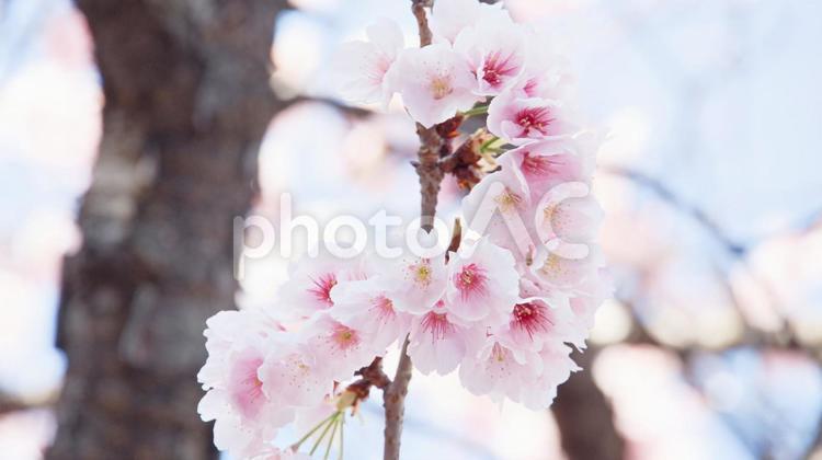 大寒桜 桜,大寒桜,桜並木の写真素材