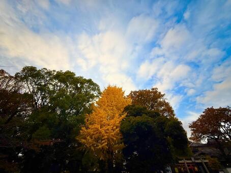 秋の上野公園の木々と空模様 上野公園,青空,空の写真素材