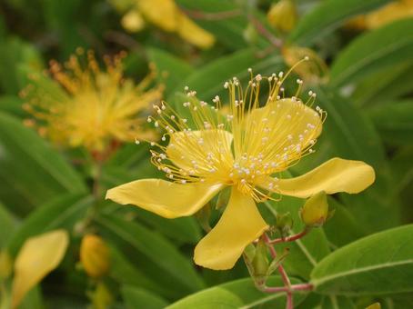 ビョウヤナギ・美容柳　クローズアップ 花木,鮮やか,黄色の写真素材