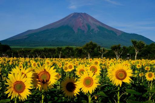 咲きそろう直前のひまわり 咲きそろう直前のひまわり 富士山,山,自然の写真素材