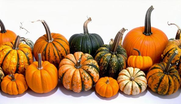 色々なカボチャ白背景 バナー素材向け 色々なカボチャ白背景 バナー素材向けの写真