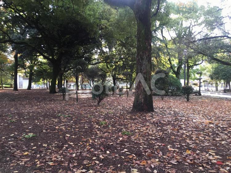 平和記念公園の木と落ち葉 平和記念公園,木,広島の写真素材