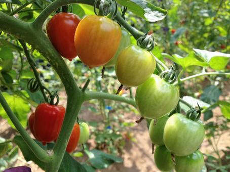プチトマト プチトマト ミニトマト,家庭菜園,夏野菜の写真素材
