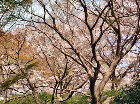 クネクネの樹々の風景-6 クネクネの樹々の風景-6の写真