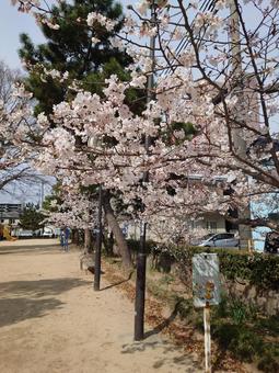 サクラ サクラ,花見,花の写真素材