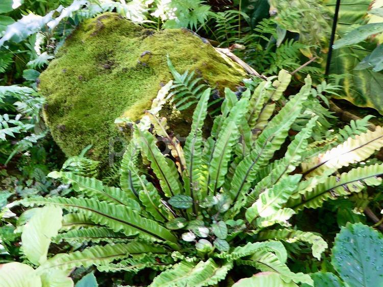 熱帯温室のシダ植物 観葉植物,シダ,苔の写真素材