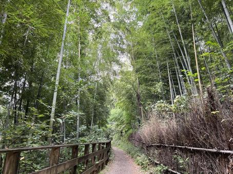 竹林 竹林 竹林,山,道の写真素材