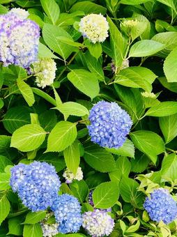 青紫の紫陽花 青紫の紫陽花の写真