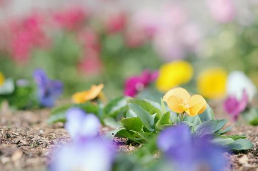 花壇の花 花壇の花の写真