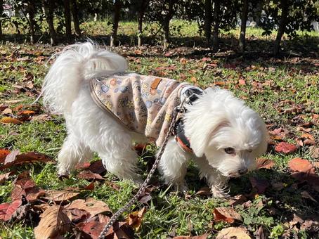犬の散歩 犬,マルチーズ,散歩の写真素材
