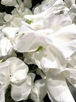 Photo, flower, flour, sweet pea, 