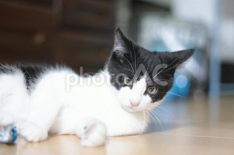 八割れネコ ねこ,猫,ネコの写真素材