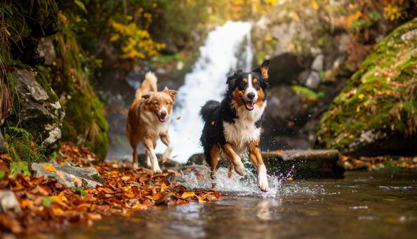 季節を駆ける犬の記憶 季節を駆ける犬の記憶の写真