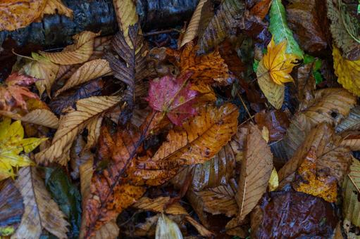 雨に濡れた落ち葉 雨に濡れた落ち葉 紅葉,落ち葉,濡れたの写真素材
