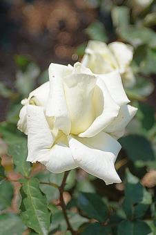 荒牧バラ園521　マダム・サチの写真