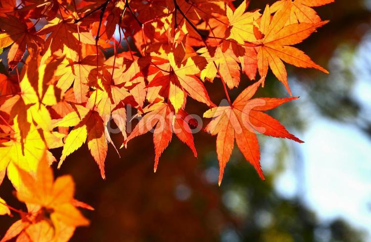 日射しが透けて輝くモミジの葉 秋,紅葉,陽射しの写真素材