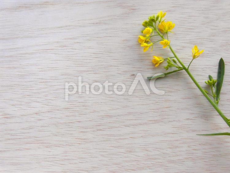 菜の花と木目調② 菜の花,木目,草花の写真素材