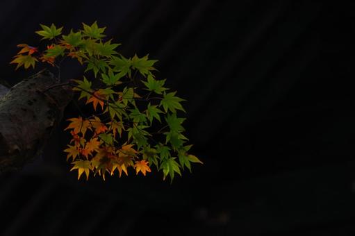 紅葉 紅葉の写真