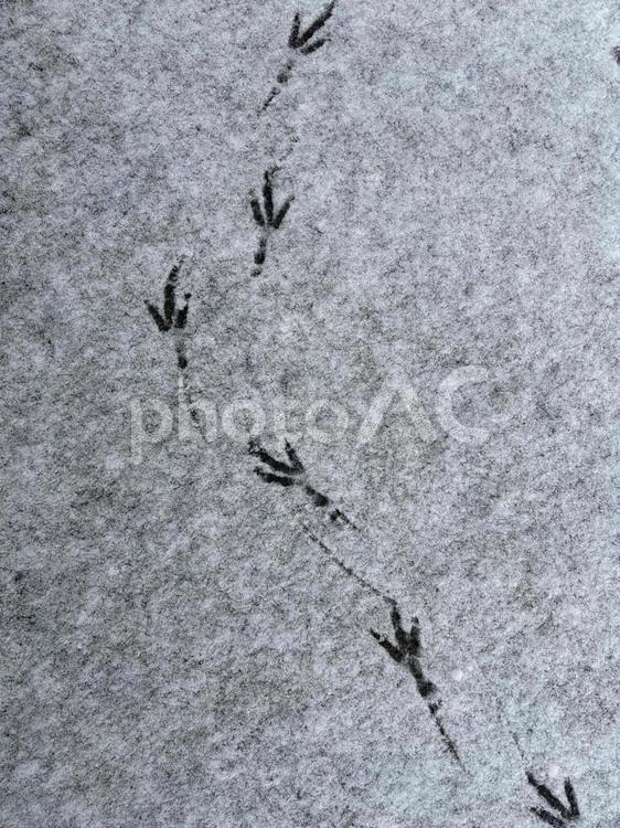 雪の上　鳥の足跡　左カーブ 雪,積雪,鳥の写真素材