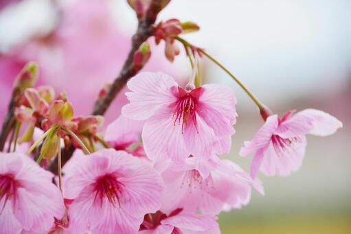 桜 桜の写真
