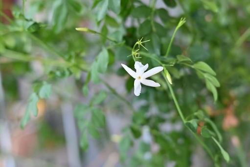 ジャスミンの花(ホワイトプリンセス) ジャスミンの花(ホワイトプリンセス)の写真